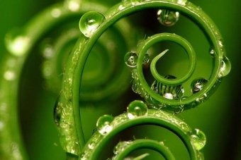 Green Tea 2