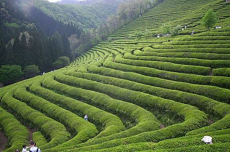 Green Tea Plantation 3