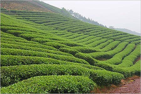Green Tea Plantation 4