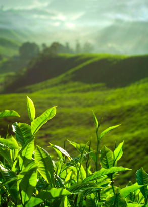 Green Tea