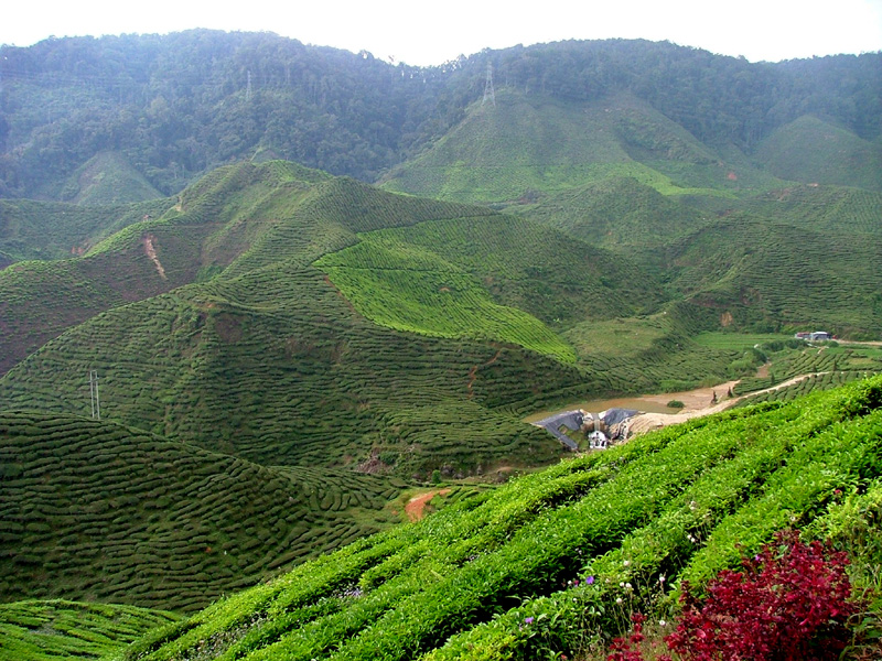Green Tea Plantation