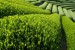 Green Tea Plantation 2
